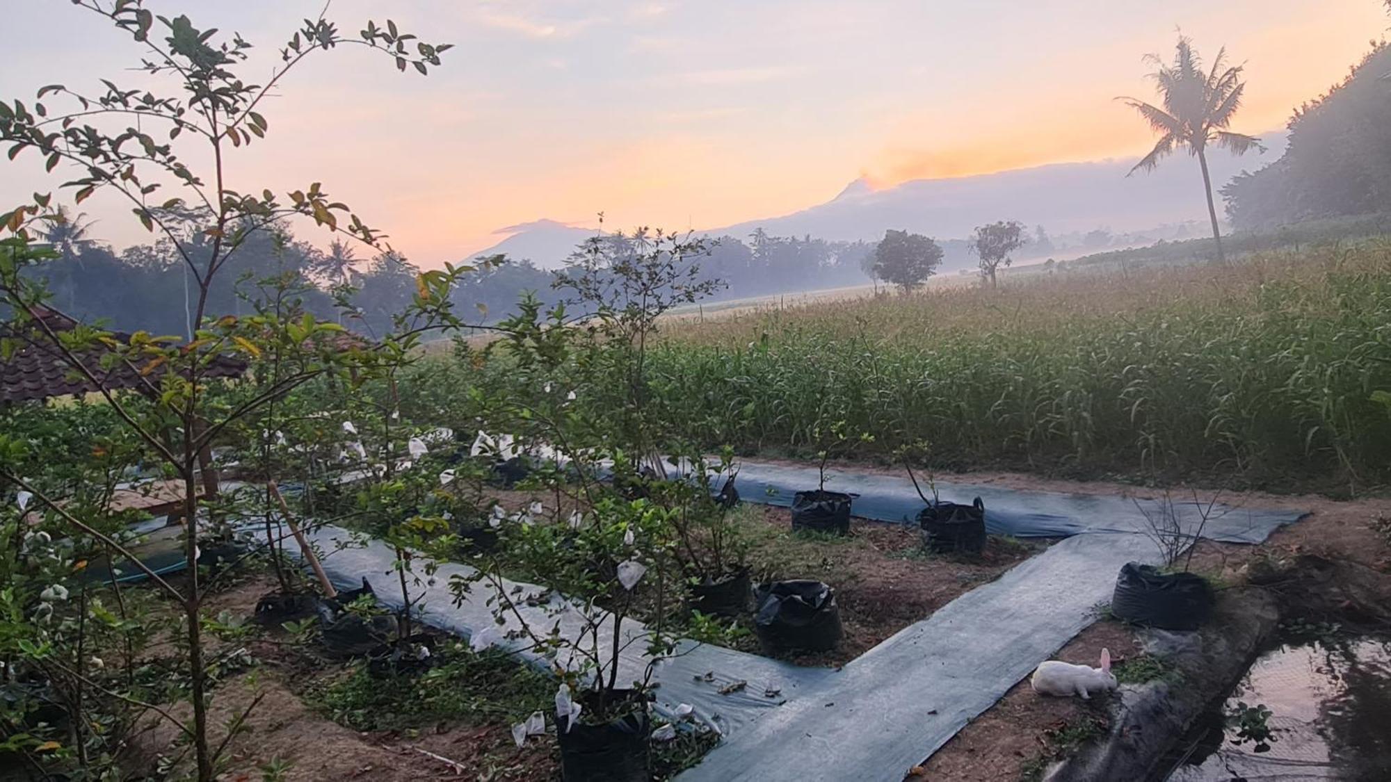 Anugrah Borobudur Magelang Eksteriør bilde